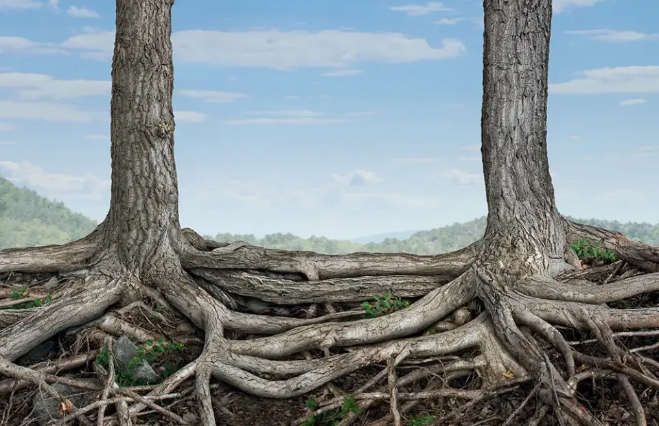 EMDR Global Child EMDR Alliance About our alliance trees